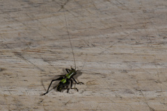 Isopsera denticulata