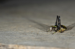 Isopsera denticulata