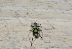 Isopsera denticulata