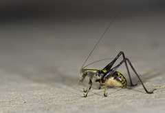 Isopsera denticulata