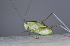 Isopsera denticulata