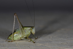 Isopsera denticulata