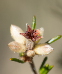 Cryptandra hispidula