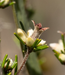 Cryptandra hispidula