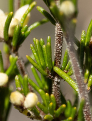 Cryptandra hispidula