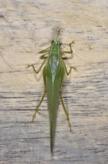 Isopsera denticulata