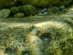 Aidablennius sphynx