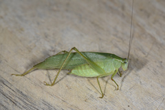 Isopsera denticulata