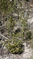 Cryptandra hispidula