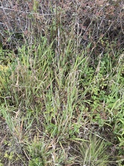 Phalaris californica