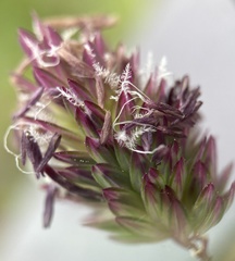 Phalaris californica