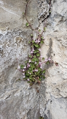 Cymbalaria muralis