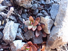 Epilobium krulleanum