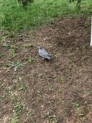 Columba palumbus