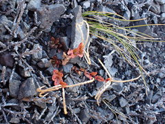 Epilobium krulleanum