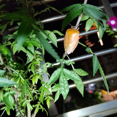 Tessaratoma papillosa