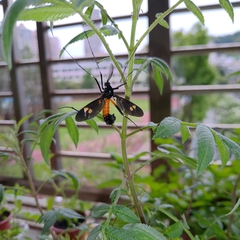 Pselliophora hoppo