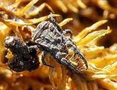 Allocaeculus