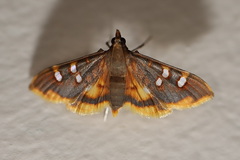 Prophantis