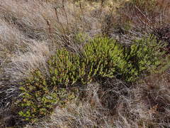 Veronica pauciramosa