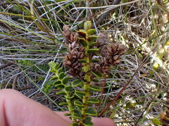 Veronica pauciramosa