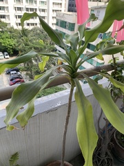 Dracaena fragrans