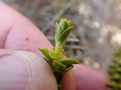 Veronica pauciramosa