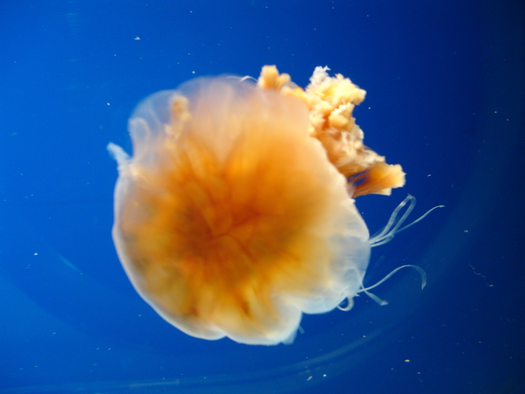 Lion's Mane Jellyfish (Echinoderms, Ctenophores, Sponges, and Jellies