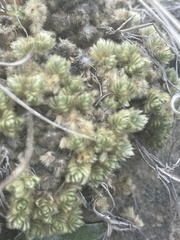 Pimelea sericeovillosa pulvinaris