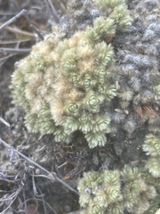 Pimelea sericeovillosa pulvinaris