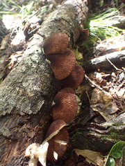 Crepidotus rufofloccosus