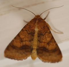 Helicoverpa assulta