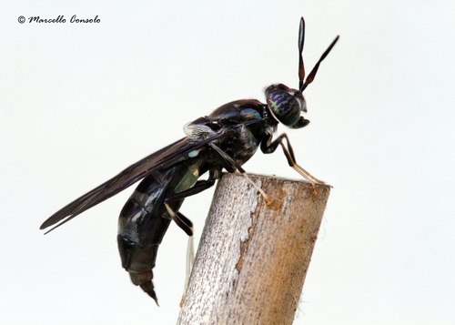 Black Soldier Fly, photo 4 of 9