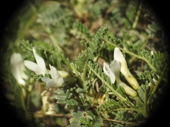 Astragalus tragacantha