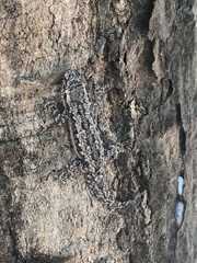 Hemidactylus platyurus