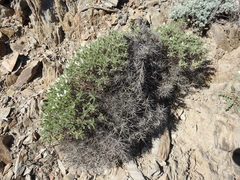 Astragalus tragacantha