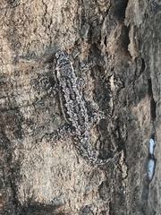 Hemidactylus platyurus