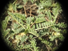 Astragalus tragacantha