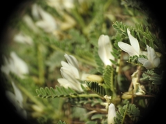 Astragalus tragacantha