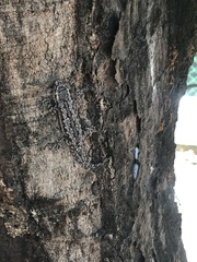 Hemidactylus platyurus