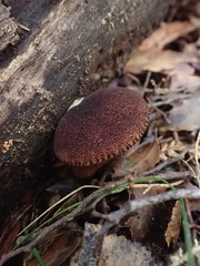 Crepidotus rufofloccosus