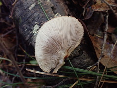 Crepidotus rufofloccosus