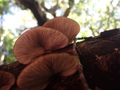 Crepidotus rufofloccosus