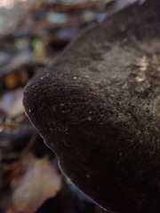 Lactifluus sepiaceus