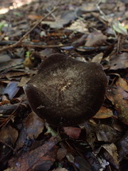 Lactifluus sepiaceus