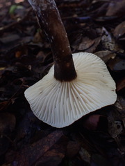 Lactifluus sepiaceus