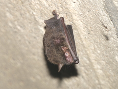 Myotis chinensis