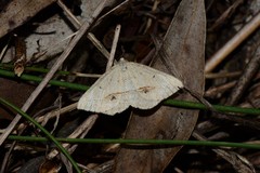 Taxeotis intermixtaria