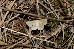 Taxeotis intermixtaria