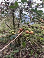 Coffeeae